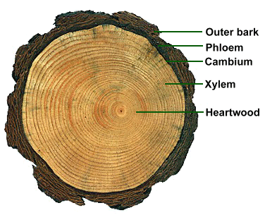 heartwood diagram